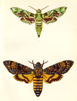 Schmetterlinge